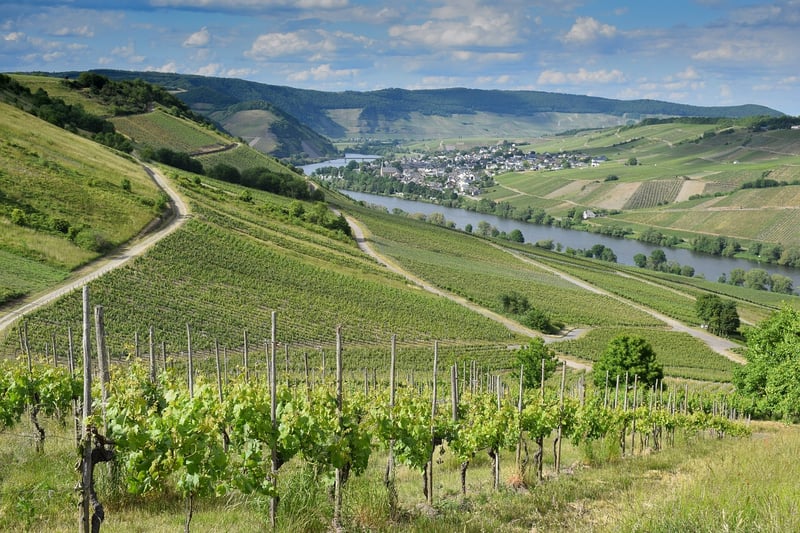 Picturesque Vineyards