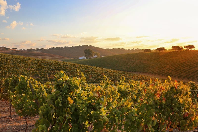 Alentejo, Portugal Vineyard