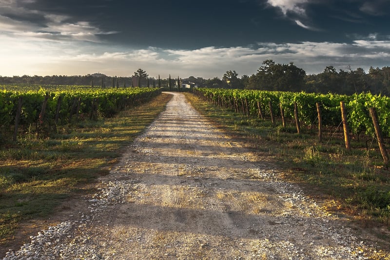 Tuscany, Italy Vineyard